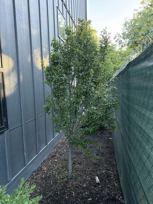 American Hornbeam