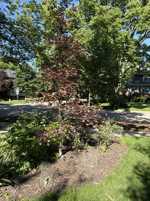 Tricolor European Beech