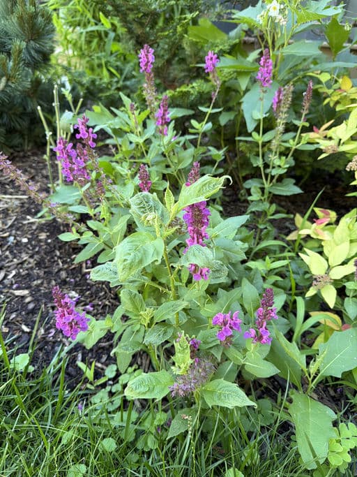 Meadow Sage