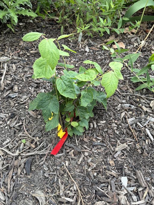 Maple Leaved Viburnum