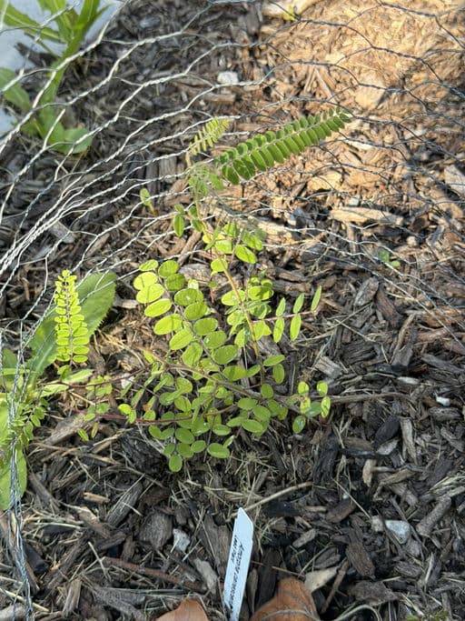 Lead Plant
