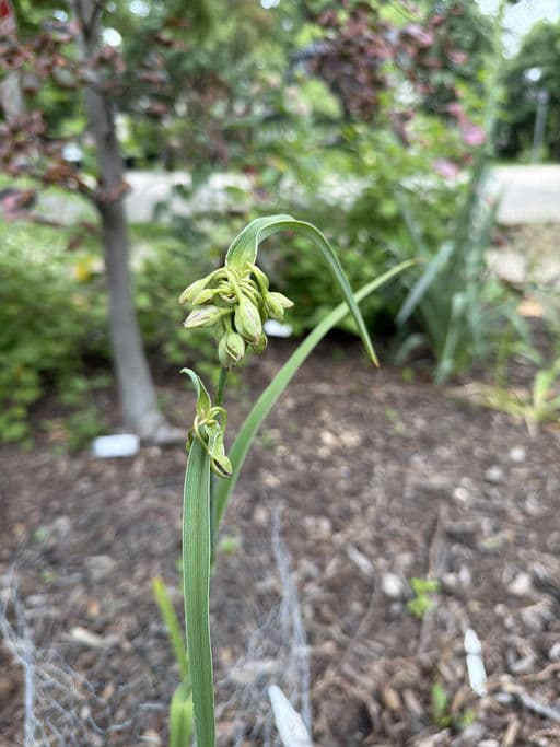 Ohio Spiderwort