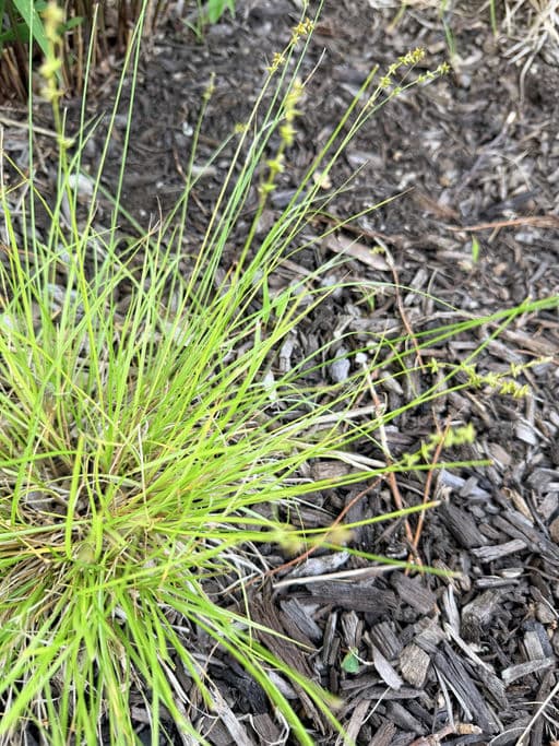 Eastern Star Sedge