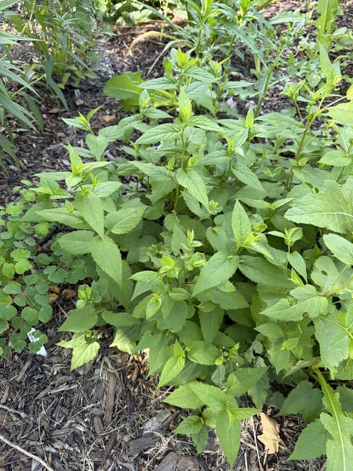 White Snakeroot