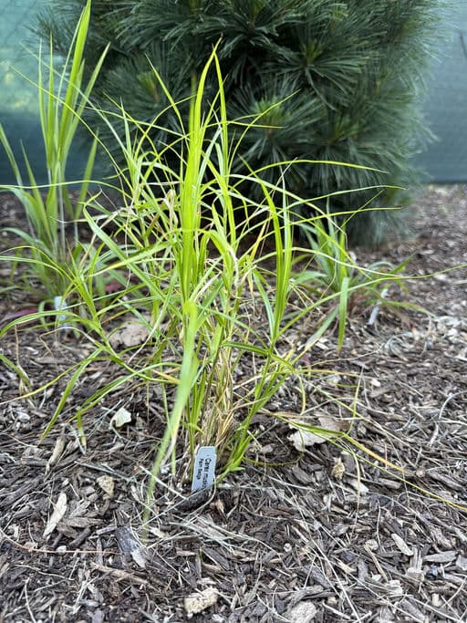 Palm Sedge
