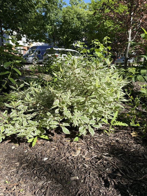Variegated Dogwood