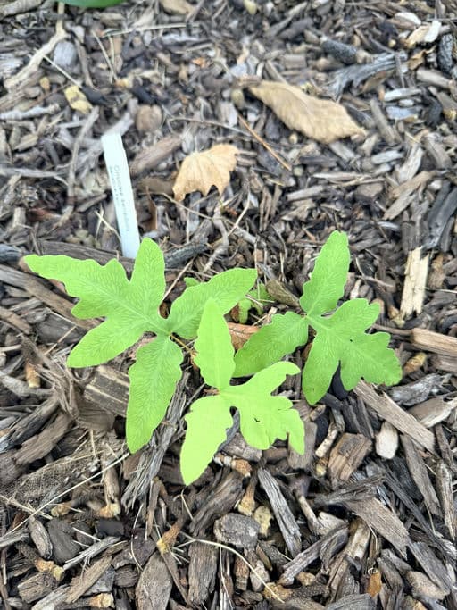 Sensitive Fern