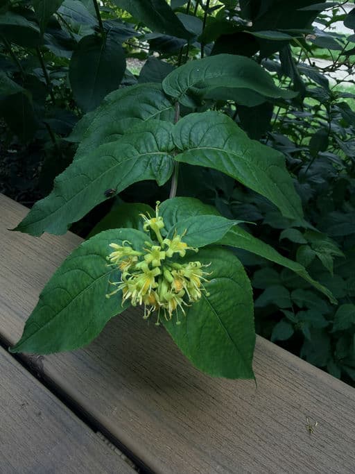 Black Dwarf Bush Honeysuckle