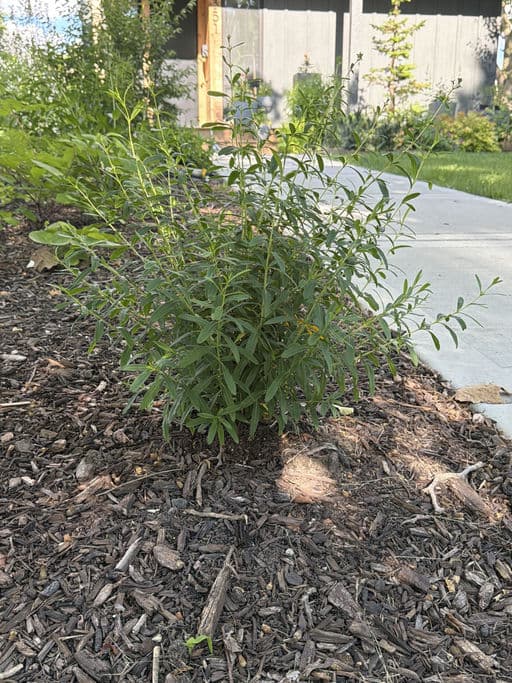 Shrubby St. John’s Wort