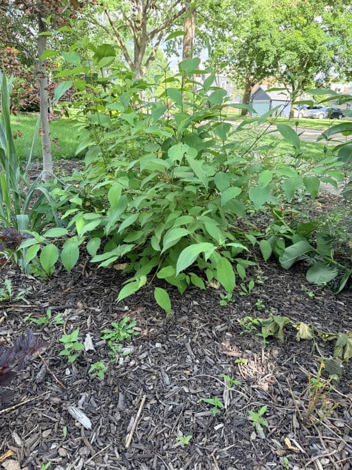 Red Osier Dogwood