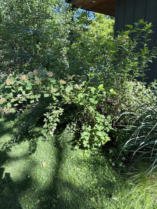 Eastern Ninebark