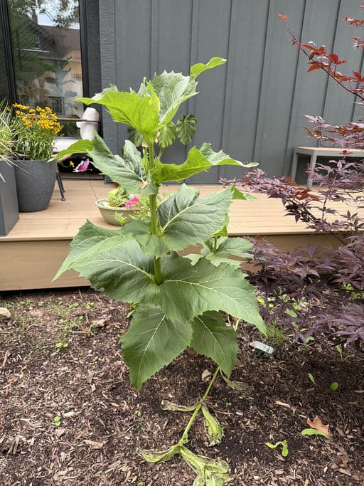 Cup Plant