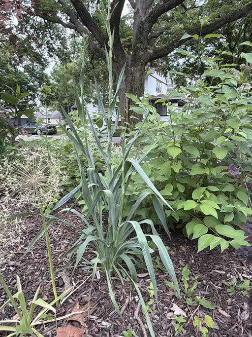 Rattlesnake Master
