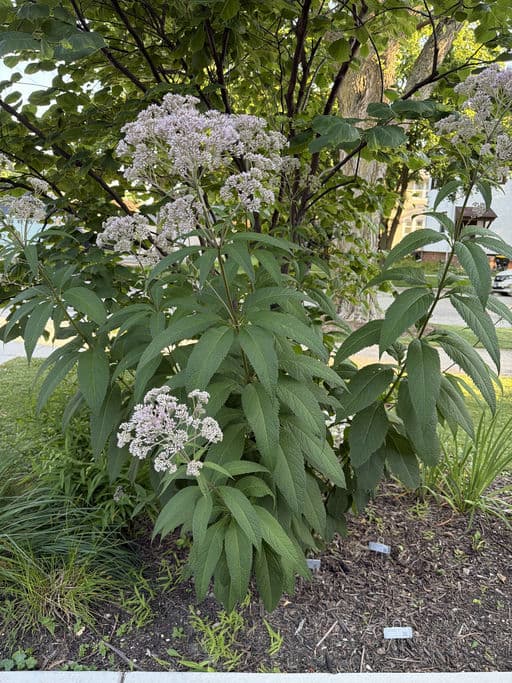 Spotted Joe Pye Weed