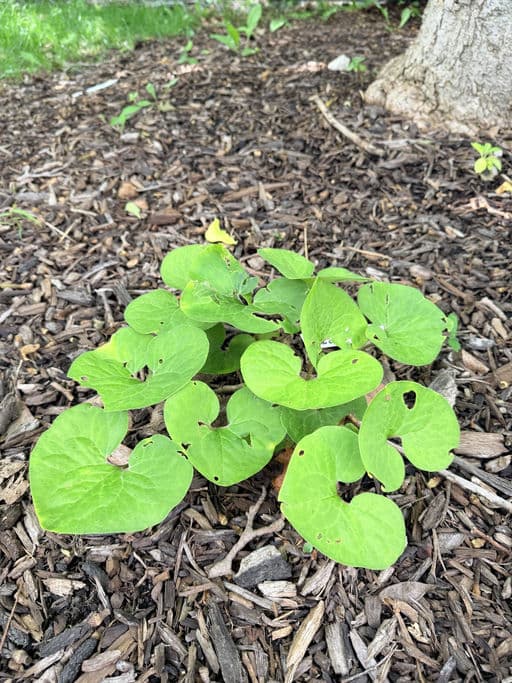 Canadian Wild Ginger
