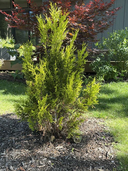 Forever Goldy Arborvitae
