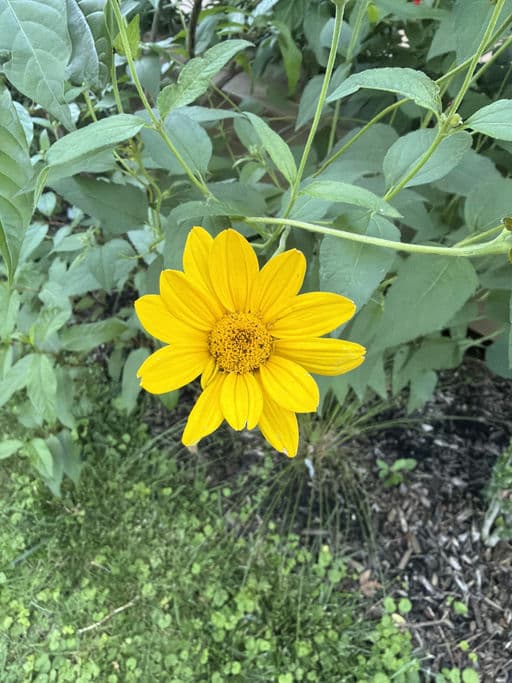 Early Sunflower