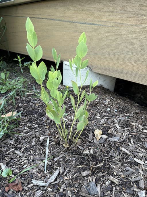 Large Yellow Indigo