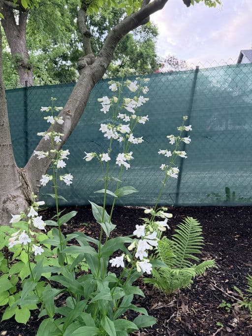 Foxglove Beardtongue