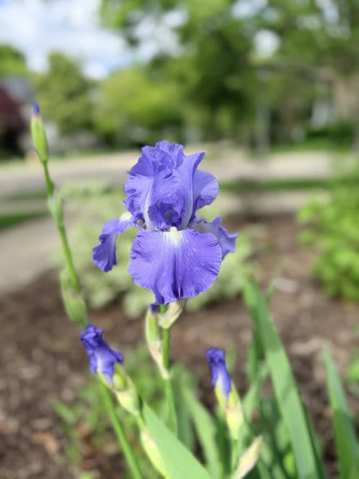 Bearded Iris