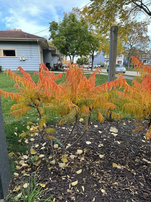Staghorn Sumac