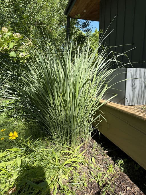 Switch Grass