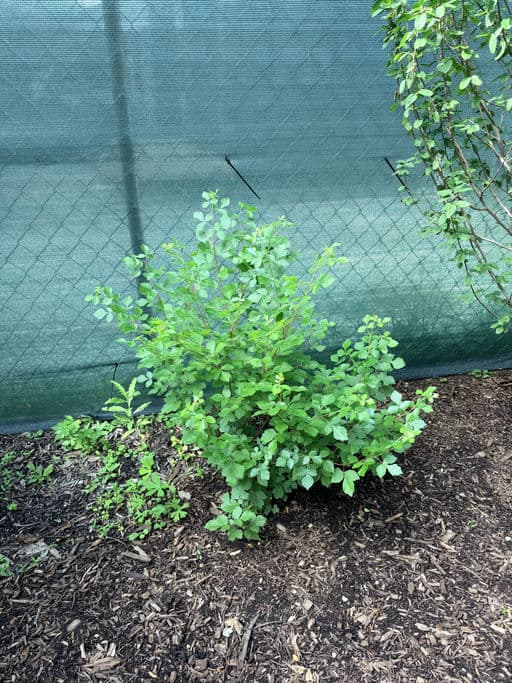 Fragrant Sumac