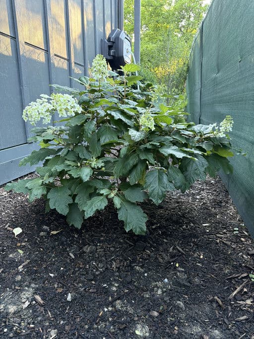 Oaklaeaf Hydrangea