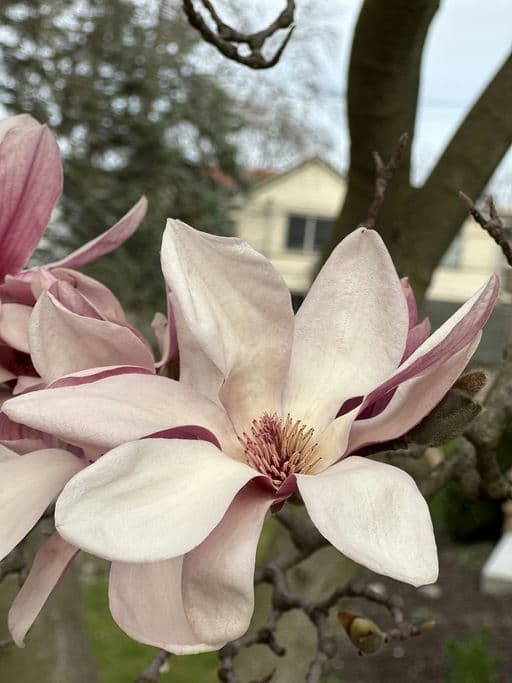 Saucer Magnolia