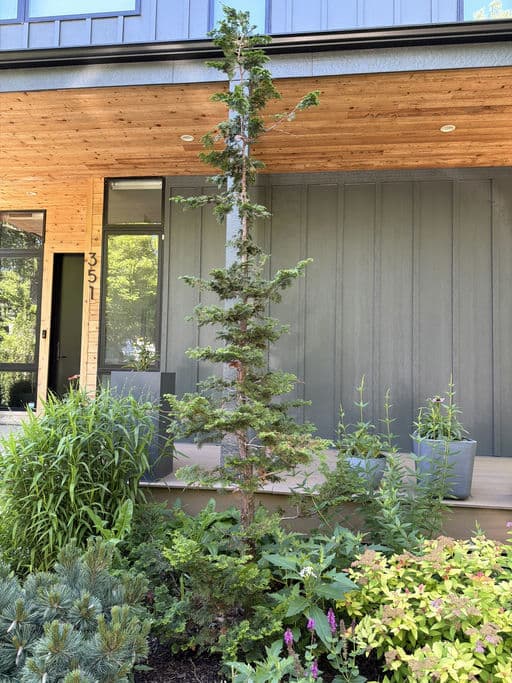 Hinoki Cypress