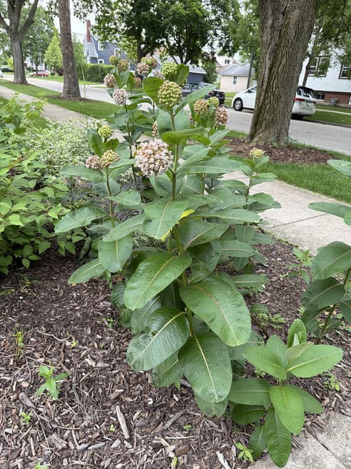 Common Milkweed