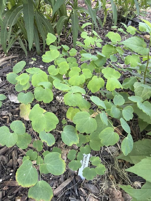 Early Meadow Rue
