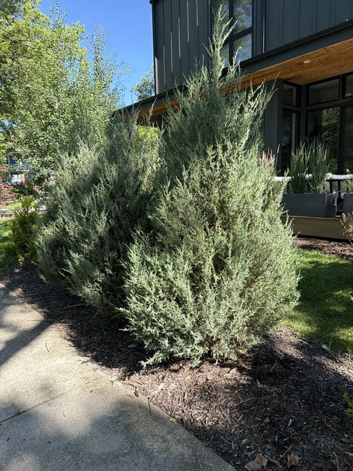 Blue Arrow Juniper
