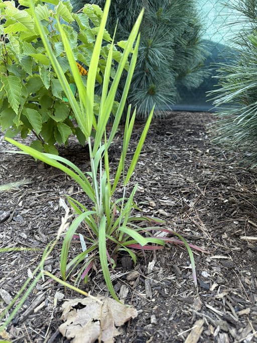 Bottlebrush Grass