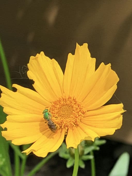 Lanceleaf Coreopsis