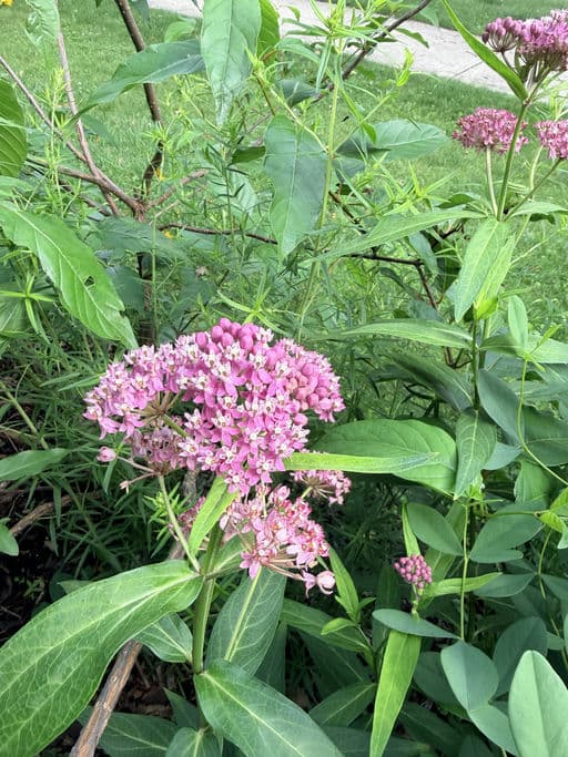 Swamp Milkweed
