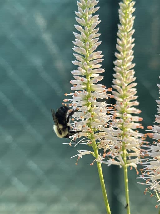 Culver's Root