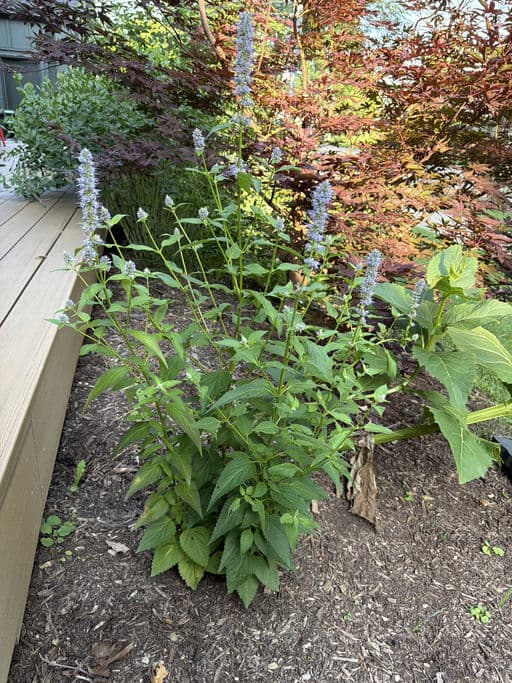 Blue Fortune Anise Hyssop