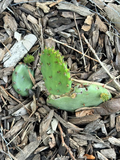 Eastern Prickly Pear