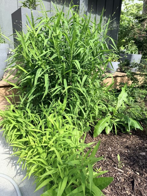 Northern Sea Oats