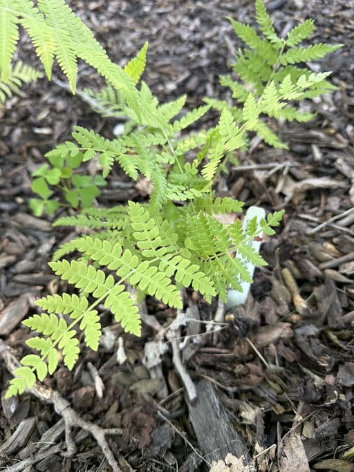 Cinnamon Fern