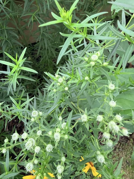 Common Mountain Mint
