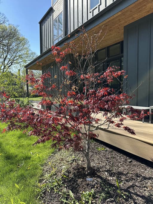 Japanese Maple