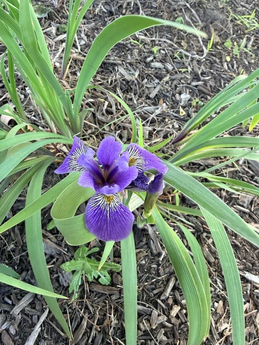 Native Iris