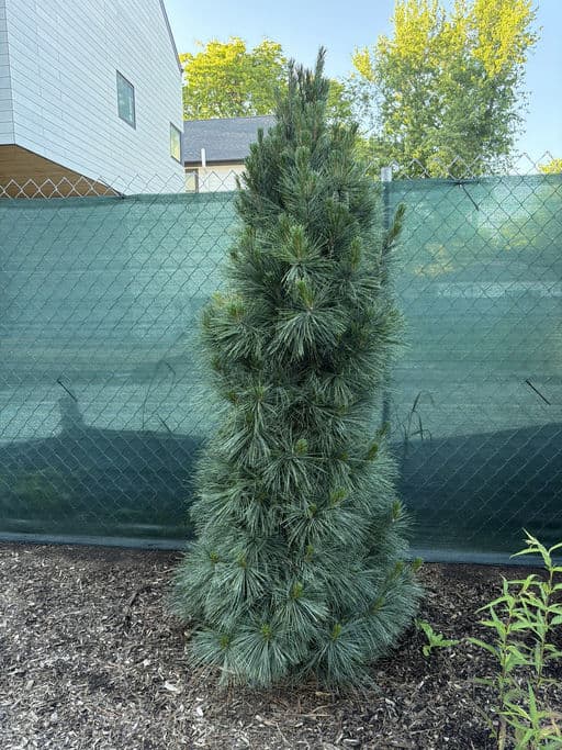 Eastern White Pine
