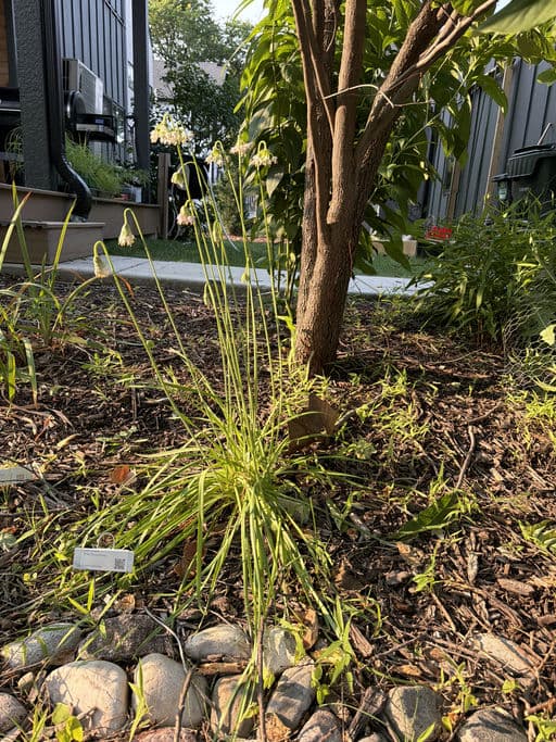 Nodding Wild Onion