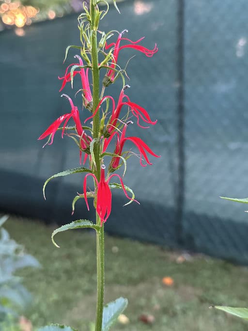 Cardinal Flower