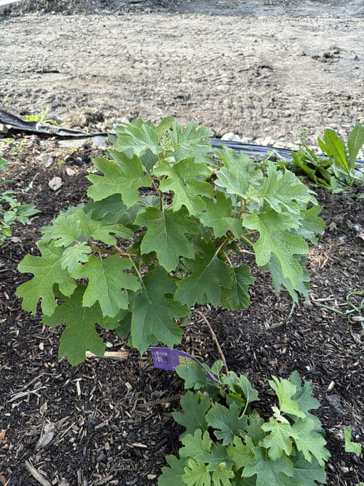 Oakleaf Hydrangea