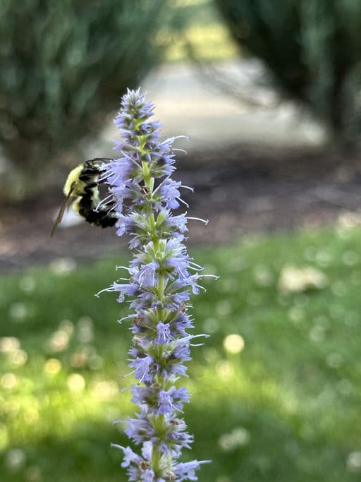 Anise Hyssop