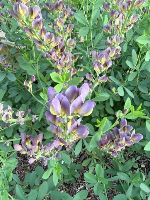 False Indigo